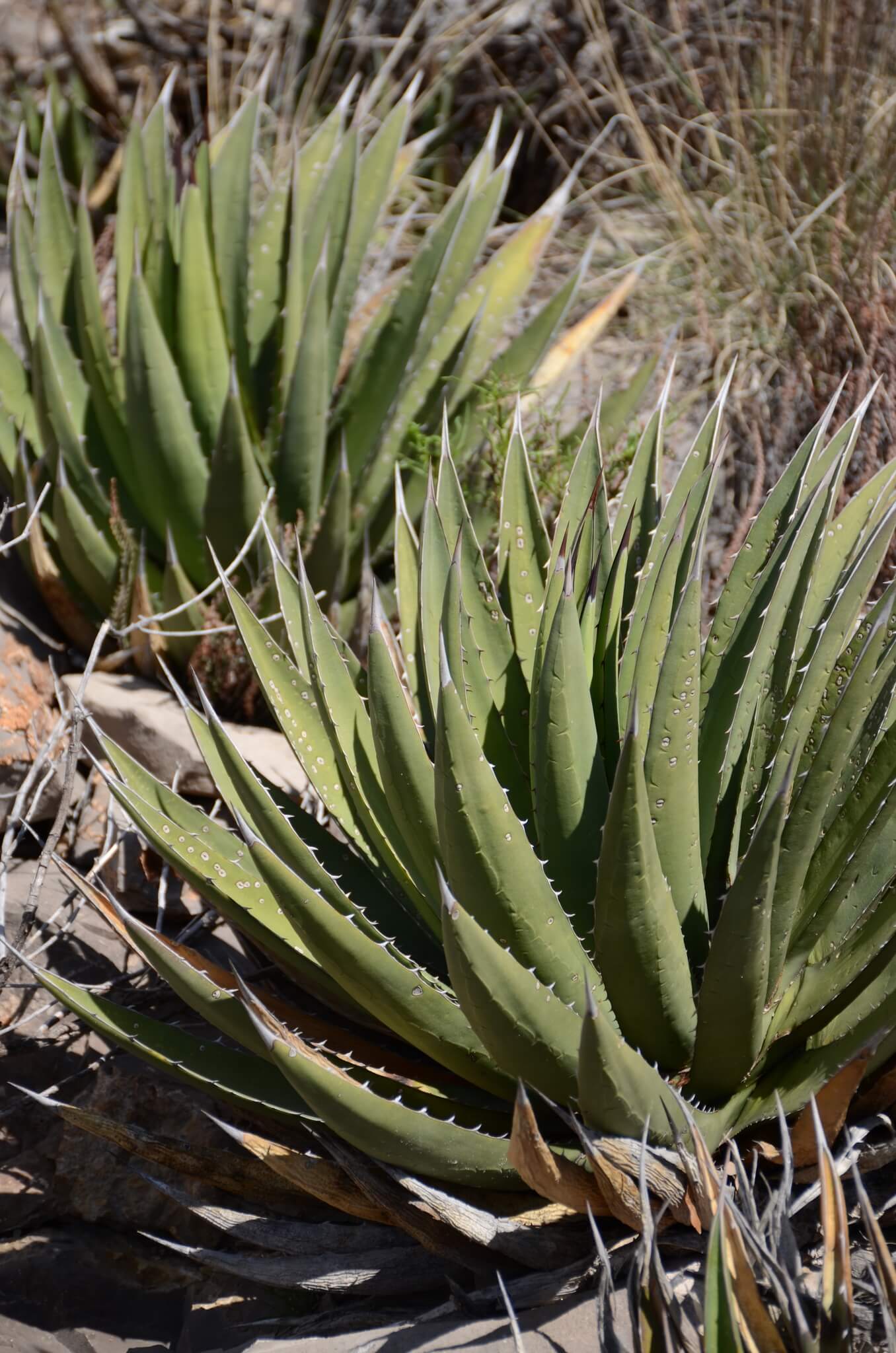 Agave lechuguilla